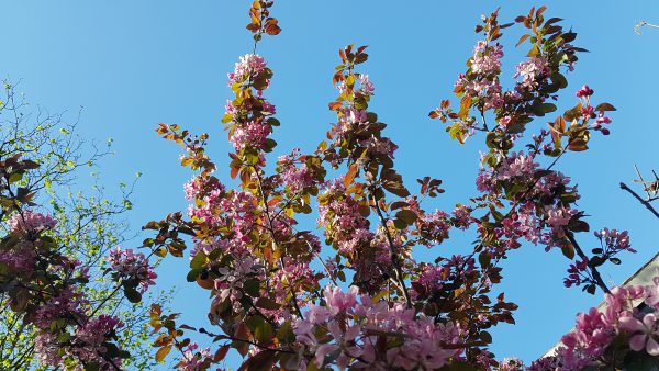 Tuinplanten