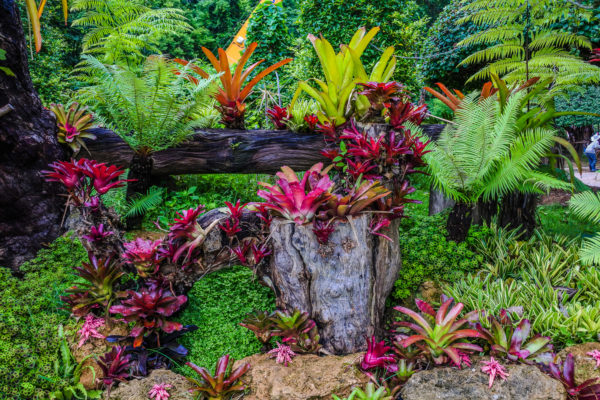 Vaste planten