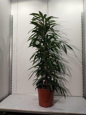 Ficus bin Amstel King