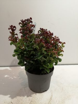 Leucothoe axillaris ‘Curly Red’