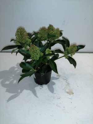 Skimmia J Godr Dwarf