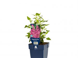 Agastache 'Rosie Posie'