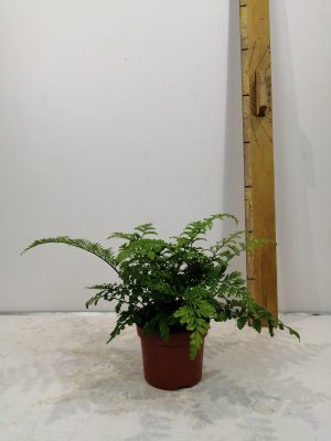 Asplenium Parvati
