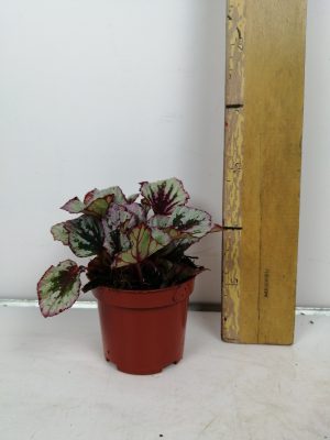 Begonia
