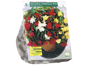 Begonia Pendula, Mix per 5