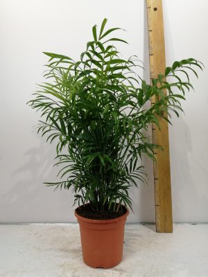 Chamaed elegans
