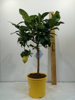 Citron Limon