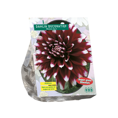 Dahlia Decoratief Mistery Day per 1