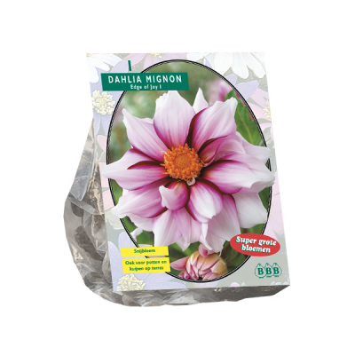 Dahlia Mignon Edge of joy per 1