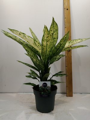 Dieffenbachia vesuvius