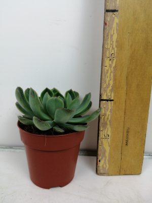 Echeveria pulidonis