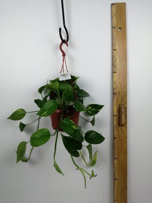 Epipremium hang