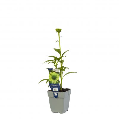 echinacea purp. ‘green jewel’