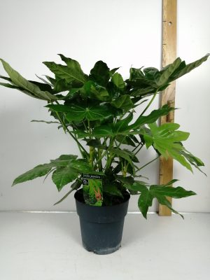 Fatsia