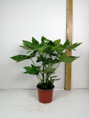 Fatsia