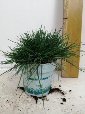 Festuca glauca compacta blue