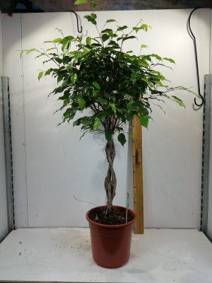 Ficus ben Excotiva