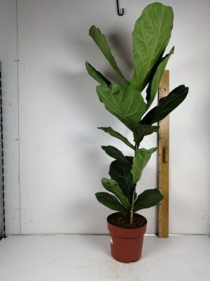 Ficus lyrata