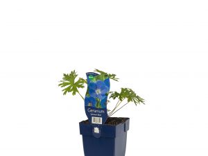 Geranium 'Johnson's Blue'