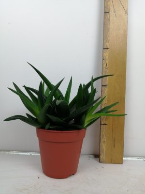 Haworthia p wes jogo