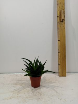 Haworthia p wes jogo