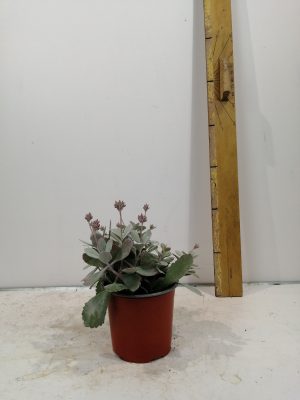 Kalanchoe