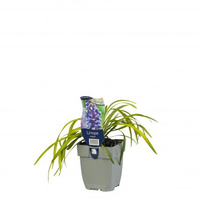 liriope muscari