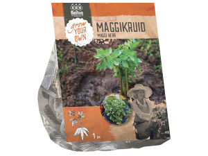Maggikruid per 1