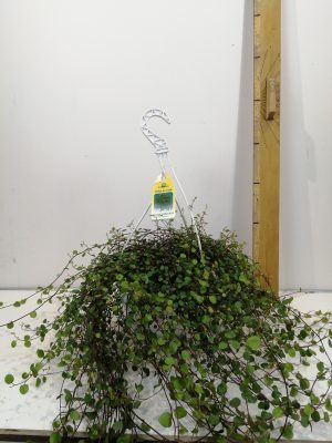 Muehlenbeckia co Maori