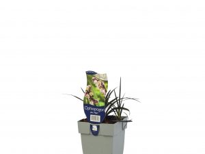 Ophiopogon planiscapus 'Niger'