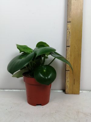 Peperomia polybot raindrop