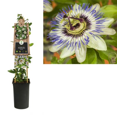 passiflora caerulea 3.0 etiket