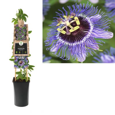 passiflora purple rain 3.0 etiket