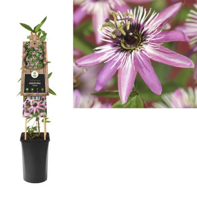 passiflora victoria 3.0 etiket