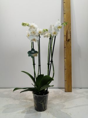 Phalanopsis an dover