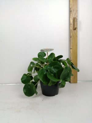 Pilea peperomioides