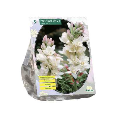 polyanthus tuberosa 5st
