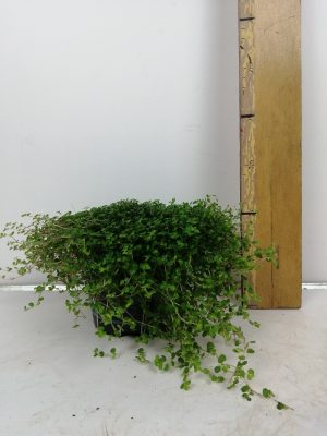 Soleirolia sol groen