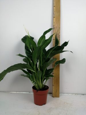 Spathiphyllum sweet mario