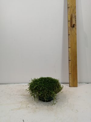 Solei sol groen