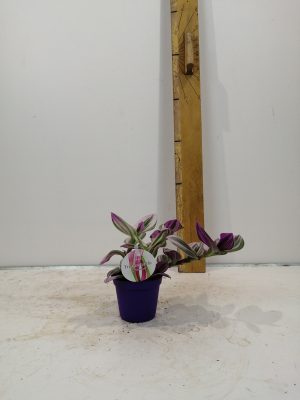 Tradescantia Nanouk