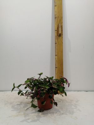 Tradescantia Quadricolor