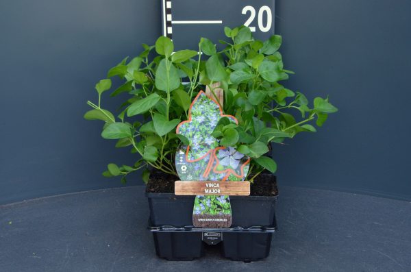 vinca major