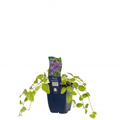 vinca major ‘variegata’