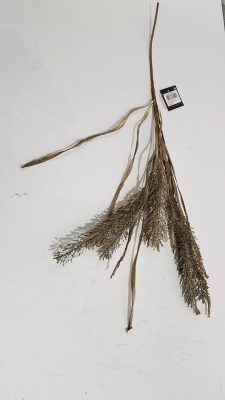 dried-look erica groen – l60xd5cm
