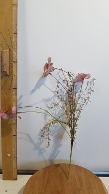 dried-look klaproos roze – l53xd10cm
