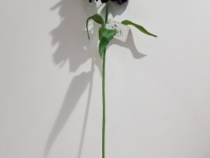Fritillaria l69cm donker paars
