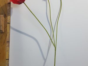 Papaver l74cm rood