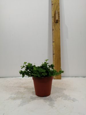 peperomia rotundifolia