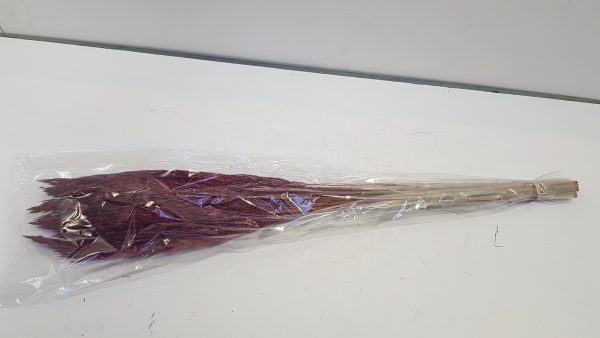 plume reed long 105grburgundy